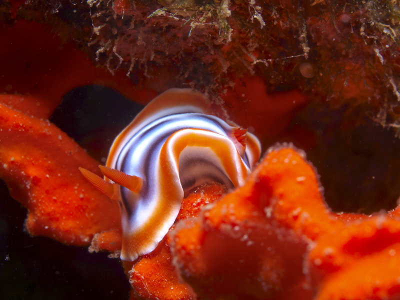 Nudibranch, Alma Jane